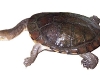 Turtle4.jpg
